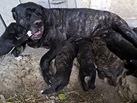 cane corso litter